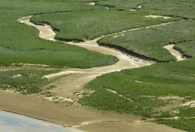 Shorre - végétation dunaire dans la baie de Somme