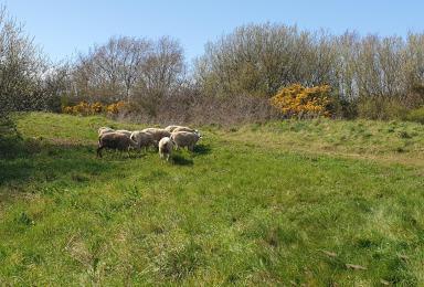 Eco pâturage à Ecault : une douzaine de moutons sur la parcelle de la maison du Parc marin