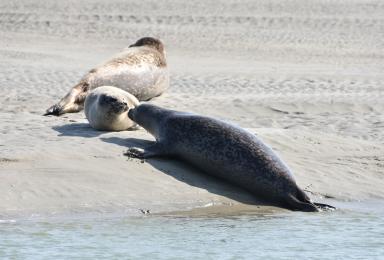   Un phoque gris (Halichoerus grypus) et des phoques veau-marin (Phoca vitulina)