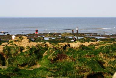 Pratique de la pêche à pied sur l'estran de Wimereux