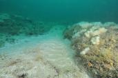 Paysage sous-marin des Ridens avec des substrats rocheux recouverts d'hydraires petites tubulaires (Tubularia larynx) et d'alcyons jaunes (Alcyonium digitatum)Sur les ridens de Boulogne sur Mer.