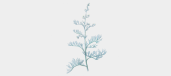 Armoise maritime (Artemisia maritima)