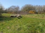 Eco pâturage à Ecault : une douzaine de moutons sur la parcelle de la maison du Parc marin