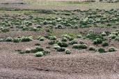 Le chou marin (Crambe maritima) ou crambe maritime, une plante vivace vert grisâtre, formant souvent des touffes importantes