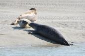   Un phoque gris (Halichoerus grypus) et des phoques veau-marin (Phoca vitulina)