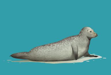 Illustration de phoque veau-marin