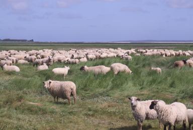 Troupeau de moutons dans un pré salé de la baie de Somme