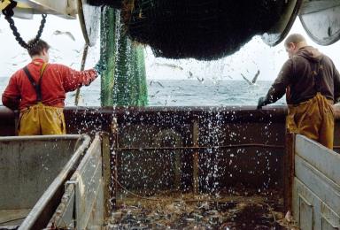 Marins-pêcheurs professionnels à l’œuvre dans un chalutier