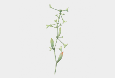 Obione pédonculée (Halimione pedunculata)