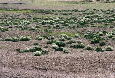 Le chou marin (Crambe maritima) ou crambe maritime, une plante vivace vert grisâtre, formant souvent des touffes importantes
